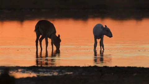 Saiga Antelope drinking water at sunset Stock-Footage 310553213