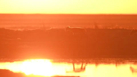 Saiga Antelope drinking water at sunset Stock-Footage 310553300