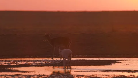 Saiga Antelope drinking water at sunset Stock-Footage 310553301