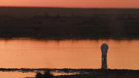 Saiga Antelope drinking water at sunset Stock-Footage 310553313