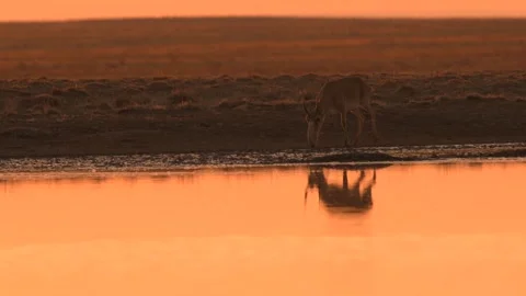 Saiga Antelope drinking water at sunset Stock-Footage 310553555