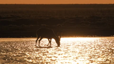 Saiga Antelope Drinking Water at Sunset 4k Telephoto Lens Footage Stock Footage 338266124
