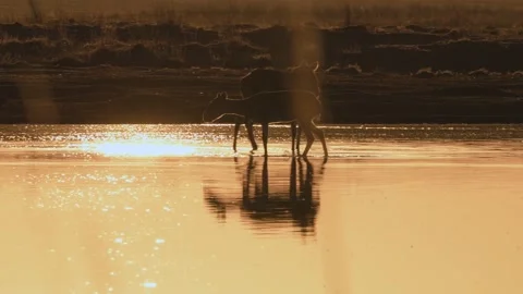 Saiga Antelope Drinking Water at Sunset 4k Telephoto Shot Stock Footage 338266132