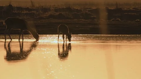 Saiga Antelope Drinking Water at Sunset in Telephoto Shot 4k Stock Footage 338266135