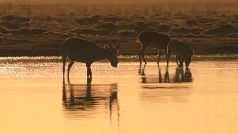 Saiga Antelope Drinking Water at Sunset in Telephoto 4k Wild Animal Shot Stock Footage 338266141