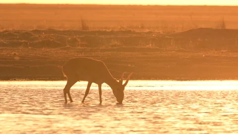 Saiga Antelope Drinking Water at Sunset in Wilderness 4k Telephoto Stock Footage 338266182