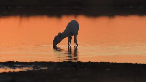 Saiga Antelope Drinking Water at Sunset Telephoto Lens Slow Motion 4k Stock Footage 338266201