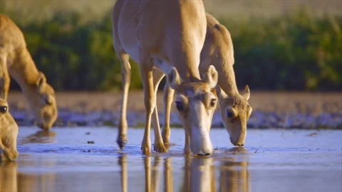 Saiga antelope herd drinking water at sunset Stock Footage 337008856