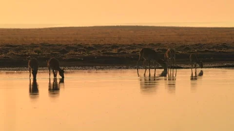 Saiga Antelope Herd Drinking Water at Sunset 4k Telephoto Lens Footage Stock Footage 338266114