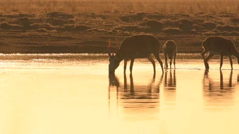 Saiga Antelope Herd Drinking Water at Sunset 4k Telephoto Shot Видео 338266214