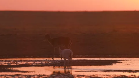 Saiga Antelopes Drinking at Sunset in 4k Telephoto Slow Motion Footage Stock Footage 338266288