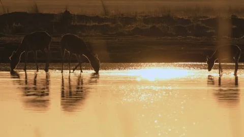 Saiga Antelopes Drinking Water in Shallow Lake During Warm Sunset 4k Stock Footage 338266091