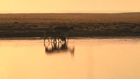Saiga Antelopes Drinking Water in Shallow Lake During Golden Sunset 4k Stock Footage 338266145