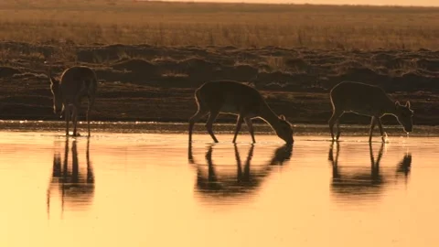 Saiga Antelopes Drinking Water at Sunset in 4k Telephoto Slow Motion Stock Footage 338266167