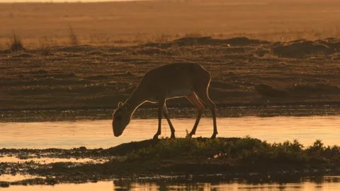 Saiga Antelopes Drinking at Waterhole During Golden Sunset 4k Telephoto Stock Footage 338266110