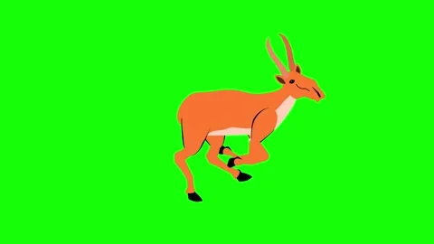 Saiga antilope running loop animation in green screen Stock Footage 304970980