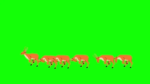 Saiga antilope running loop animation in green screen Stock Footage 304972558