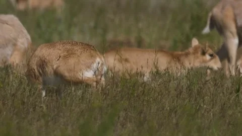 Saiga calf eats near running saigas Stock Footage 269130610