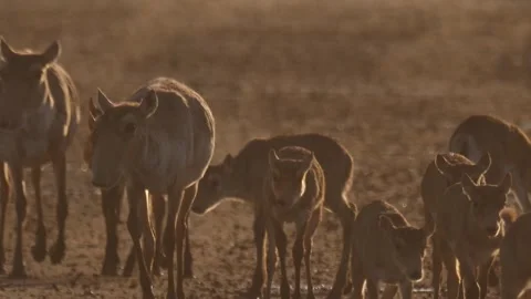 Saiga calfs running in the mud Stock Footage 269068073