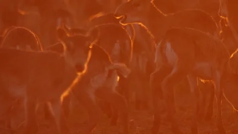 Saiga  calfs watch at camera Video stock 269082195