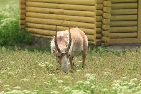 Saiga eats Stockfoto's