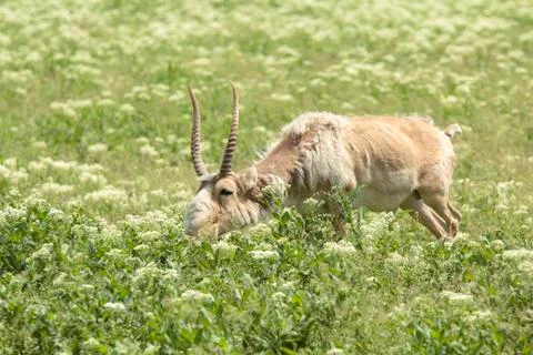 Saiga eats 写真素材