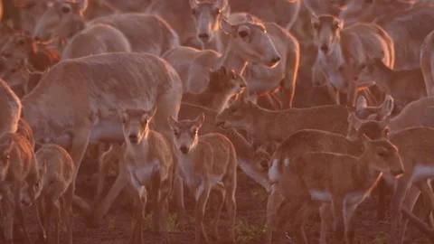 Saiga herd close-up Stock Footage 269082192