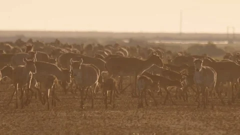Saiga herd grazes Stock Footage 269063652