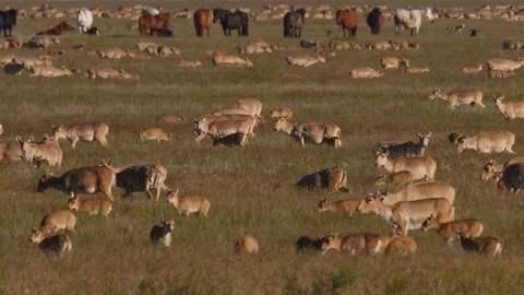 Saiga herd migrate. Horses graze at background Stock Footage 269130593
