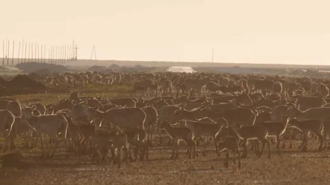 Saiga herd migrate over the road. Saiga against human. Stock Footage 269067752