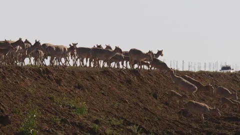 Saiga herd migrate over the road and moving down the hill. Stock Footage 269070953