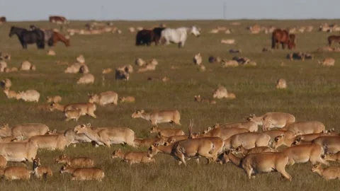 Saiga herd migrate through the horses. Horses on background Stock Footage 269128225