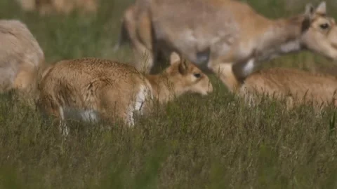 Saiga herd migrates close-up Stock Footage 269074302