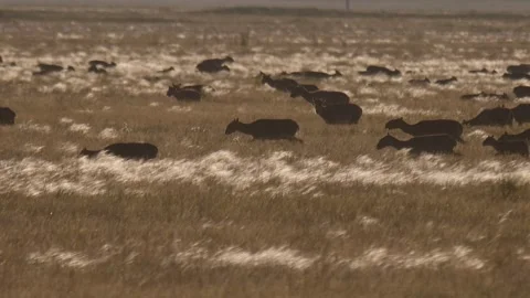Saiga herd moves in the grass Stock Footage 269069014