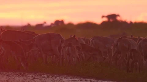 Saiga herd running mixed up Stock Footage 269080657