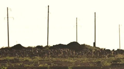 Saiga herd running. Pillars on backround Stock Footage 269127416