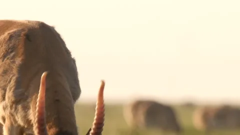 Saiga looks in the camera, eats the grass then walks away Stock Footage 269053583
