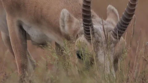 Saiga male eats and roars Stock Footage 269128240