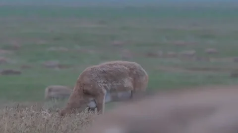 Saiga male eats dry grass. Herd migrates in the background Video stock 269131126