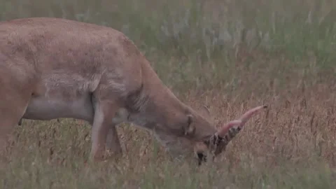 Saiga male eats the dry grass in the steppe Stock Footage 269131135