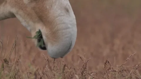 Saiga male eats grass close-up Stock Footage 269128218