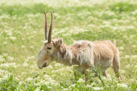 Saiga Photos