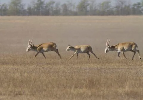 Saiga running through the steppe. Stock Photos
