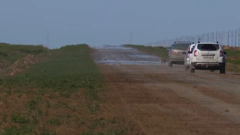 Saiga runs cross the roads between the moving cars Stock Footage 269073083