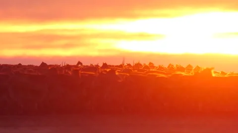 Saigas crowd roars and run at the sunset Stock Footage 269080652