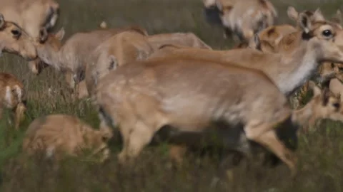 Saigas graze and roar Stock Footage 269074306