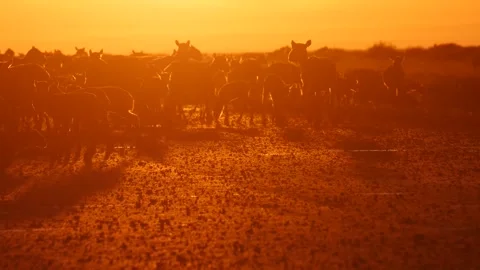 Saigas herd runs in the sunset Stock Footage 269059916