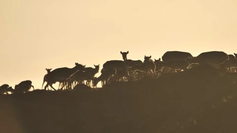Saigas jumping on bumps at the sunset Stock Footage 269057653