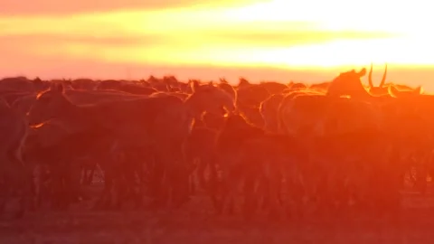 Saigas run and roar at the sunset Stock Footage 269080655