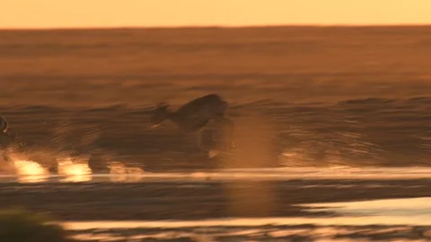 Saigas Running and Drinking at Sunset 4k Slow Motion Telephoto Lens Footage Stock Footage 338266227